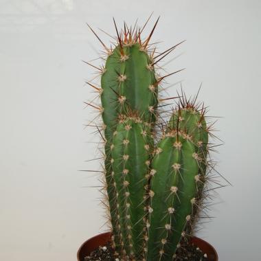 Neocardenasia herzogiana